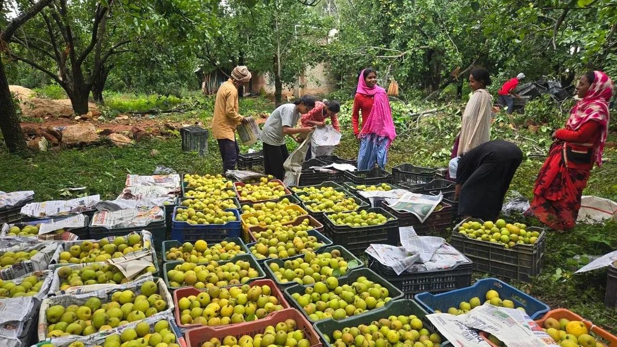 नेतरहाट की नाशपाती ने पकड़ी संगठित बाजारों की राह, महिला किसानों को मिल रहा बेहतर दाम